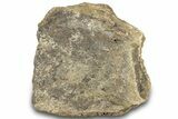 Dinosaur (Triceratops) Frill Shield Section - Montana #323036-1